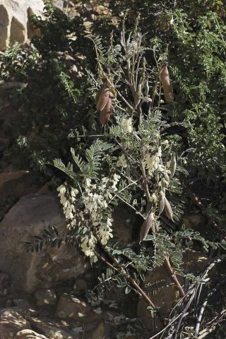 Erophaca baetica (L.) Boiss. subsp. baetica [6/14]