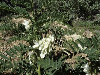 Erophaca baetica (L.) Boiss. subsp. baetica [7/14]