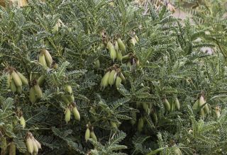 Erophaca baetica (L.) Boiss. subsp. baetica [10/14]