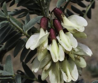 Erophaca baetica (L.) Boiss. subsp. baetica [13/14]