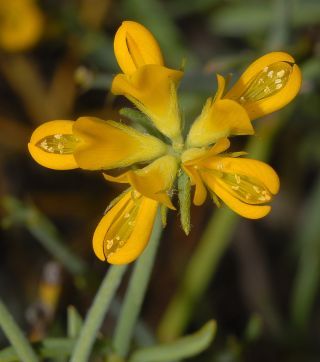 Genista cephalantha Spach subsp. demnatensis (Murb.) C. Raynaud [5/8]