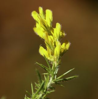 Genista tournefortii subsp. jahandiezii (Batt.) Talavera & Gibbs [4/10]