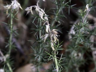 Genista tournefortii subsp. jahandiezii (Batt.) Talavera & Gibbs [8/10]