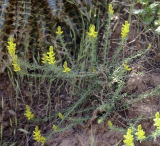 Genista tournefortii subsp. jahandiezii (Batt.) Talavera & Gibbs [9/10]