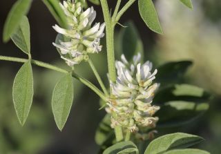 Glycyrrhiza foetida L. [3/11]