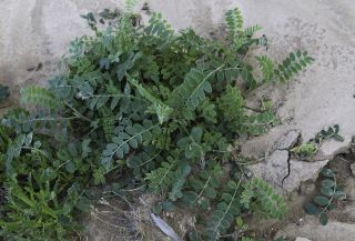 Hedysarum aculeolatum Munby ex Boiss. subsp. aculeolatum [2/11]