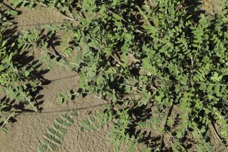 Hedysarum aculeolatum Munby ex Boiss. subsp. aculeolatum [3/11]