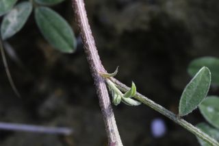 Hedysarum aculeolatum Munby ex Boiss. subsp. aculeolatum [6/11]