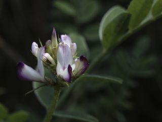 Hedysarum aculeolatum Munby ex Boiss. subsp. aculeolatum [7/11]