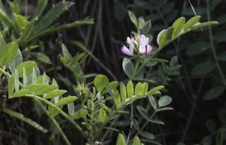 Hedysarum aculeolatum Munby ex Boiss. subsp. aculeolatum [8/11]