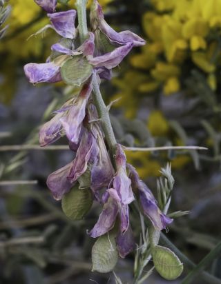 Hedysarum boveanum Bunge ex Basiner subsp. boveanum [5/13]