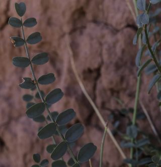 Hedysarum boveanum subsp. europaeum Guitt. & Kerguélen [3/16]