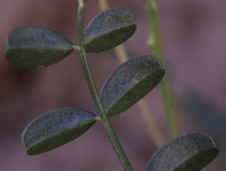 Hedysarum boveanum subsp. europaeum Guitt. & Kerguélen [6/16]