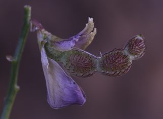 Hedysarum boveanum subsp. europaeum Guitt. & Kerguélen [14/16]