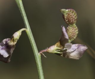 Hedysarum boveanum subsp. europaeum Guitt. & Kerguélen [15/16]