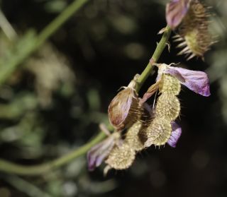 Hedysarum boveanum subsp. europaeum Guitt. & Kerguélen [16/16]