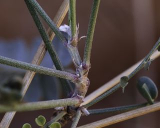 Hedysarum boveanum subsp. europaeum Guitt. & Kerguélen [8/16]