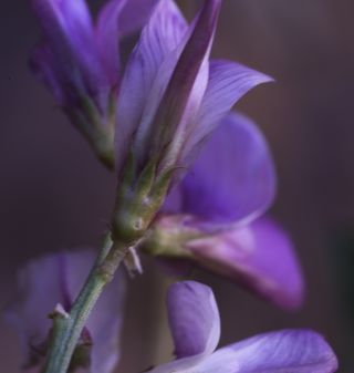 Hedysarum boveanum subsp. europaeum Guitt. & Kerguélen [12/16]