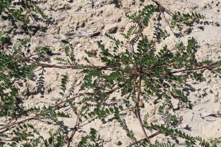 Hedysarum spinosissimum L. [1/3]