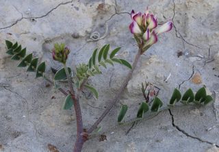 Hedysarum spinosissimum L. [2/3]