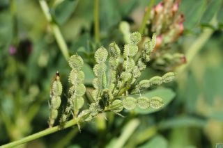 Hedysarum spinosissimum L. [3/3]