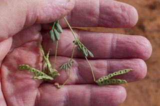 Hippocrepis ciliata Willd. [1/1]