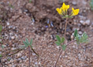 Lotus arenarius Brot. [7/9]