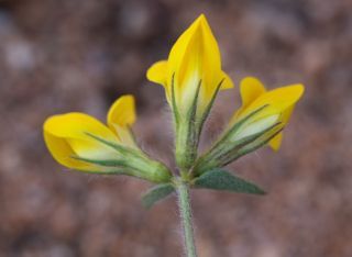 Lotus arenarius Brot. [8/9]