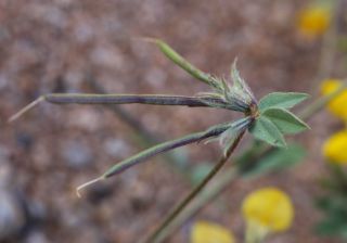 Lotus arenarius Brot. [9/9]