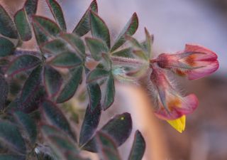 Lotus eriosolen (Maire) Mader & Podlech [15/18]