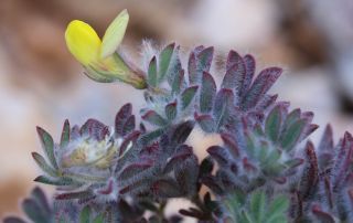 Lotus eriosolen (Maire) Mader & Podlech [14/18]