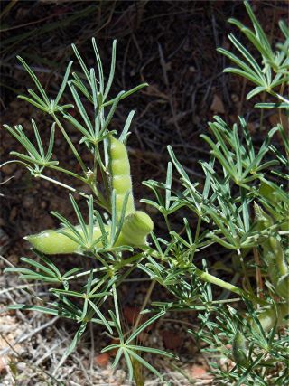 Lupinus angustifolius L. subsp. reticulatus (Desv.) Arcangeli [1/7]