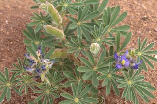 Lupinus tassilicus Maire [11/13]