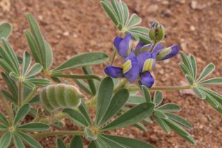 Lupinus tassilicus Maire [12/13]