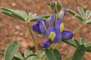 Lupinus tassilicus Maire [13/13]
