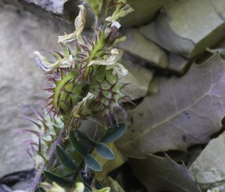 Onobrychis humilis subsp. jahandiezii (Sirj.) Greuter & Burdet [10/12]