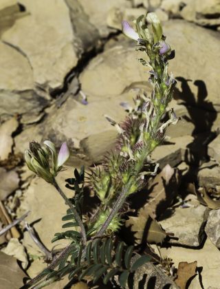 Onobrychis humilis subsp. jahandiezii (Sirj.) Greuter & Burdet [12/12]