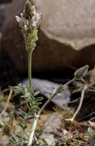 Onobrychis humilis subsp. jahandiezii (Sirj.) Greuter & Burdet [1/12]