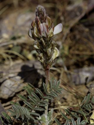 Onobrychis humilis subsp. jahandiezii (Sirj.) Greuter & Burdet [2/12]