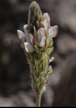 Onobrychis humilis subsp. jahandiezii (Sirj.) Greuter & Burdet [3/12]