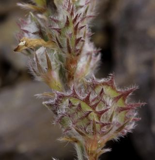 Onobrychis humilis subsp. jahandiezii (Sirj.) Greuter & Burdet [5/12]