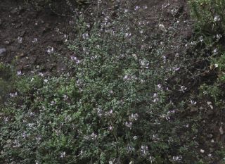 Ononis hispida subsp. arborescens (Desf.) Sirj. [1/7]