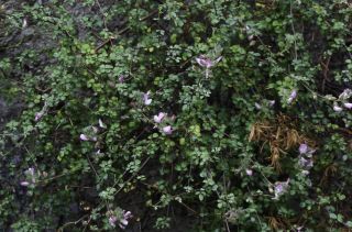 Ononis hispida subsp. arborescens (Desf.) Sirj. [2/7]