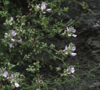 Ononis hispida subsp. arborescens (Desf.) Sirj. [3/7]