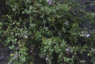 Ononis hispida subsp. arborescens (Desf.) Sirj. [4/7]