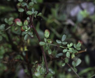 Ononis hispida subsp. arborescens (Desf.) Sirj. [6/7]