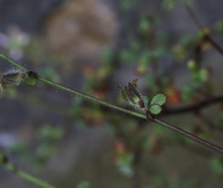 Ononis hispida subsp. arborescens (Desf.) Sirj. [7/7]