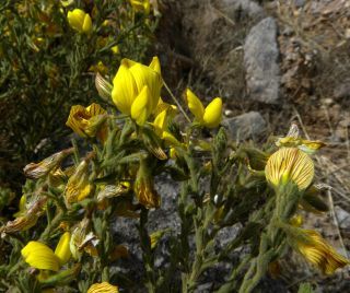 Ononis natrix L. subsp. arganietorum (Maire) Sirj. [4/9]