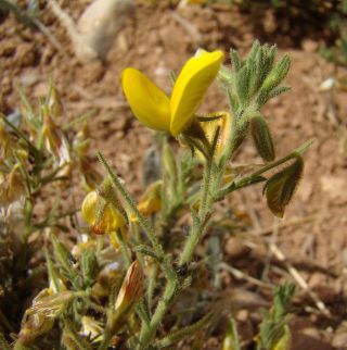 Ononis natrix L. subsp. arganietorum (Maire) Sirj. [2/9]