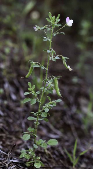 Ononis reclinata L. [3/8]